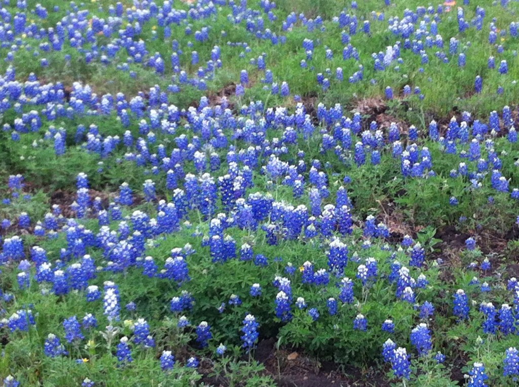 Bluebonnets