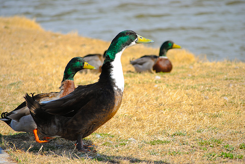 Stacy McDonald, Kelly Crawford, Patriarchy medium_4478166158