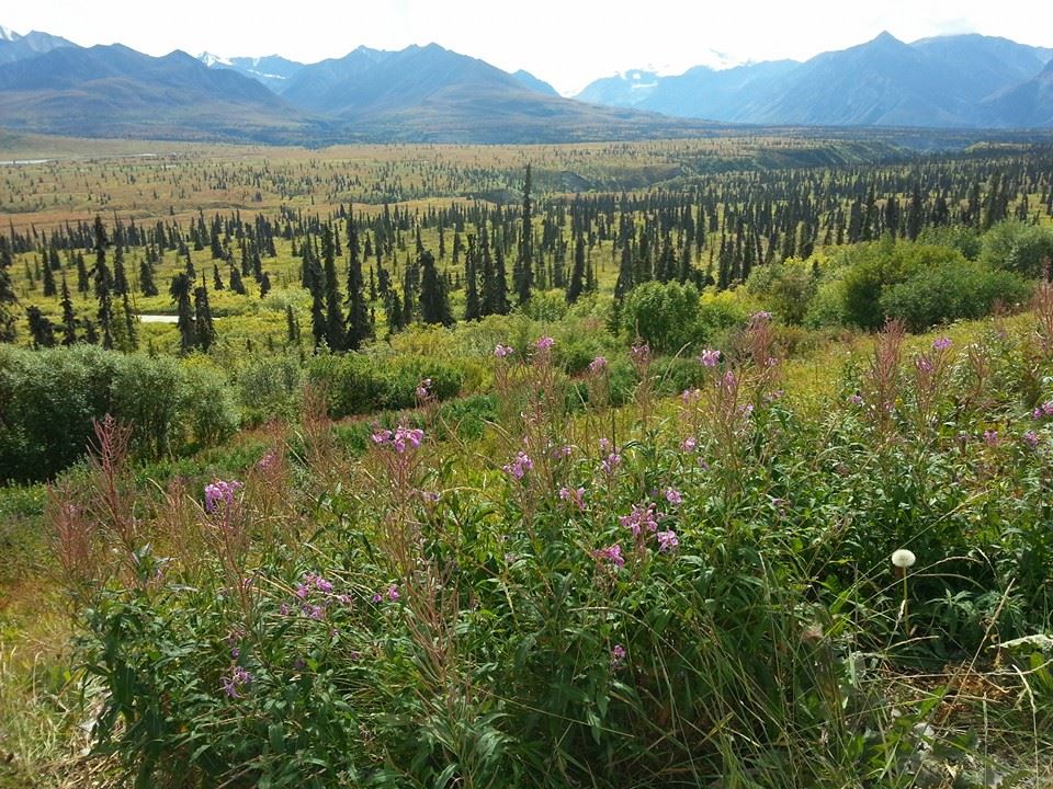 10660085_10203762152229439_2726348467035232446_n