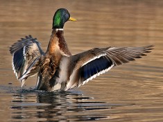 mark driscoll, mars hill