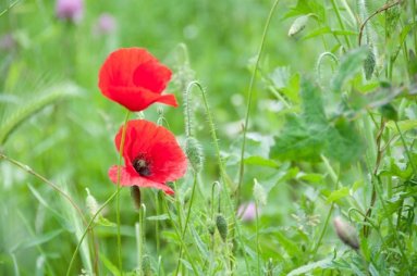 red poppies