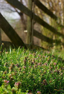 3364101836_f69d5fb426_n