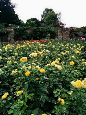 rose garden