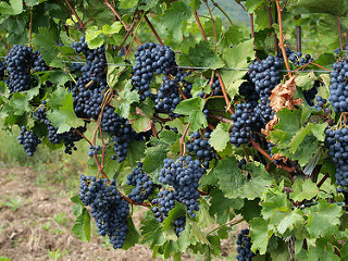 Doug Wilson, Steven Sitler, Pedophile