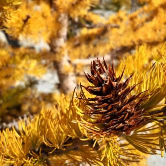 larch cone
