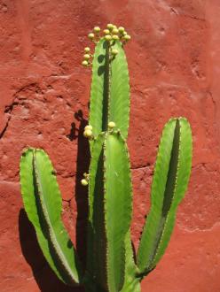 cactus in peru