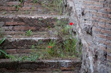 poppies on palatine