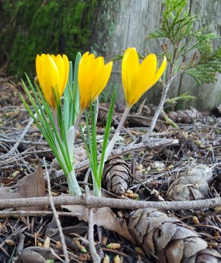 crocus