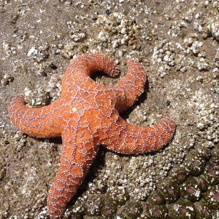 starfish