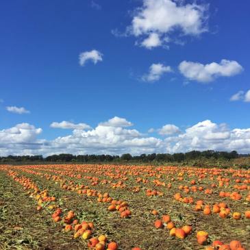 14361359_10153805297897805_4258421958873980148_o