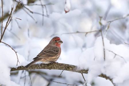 male-house-finch