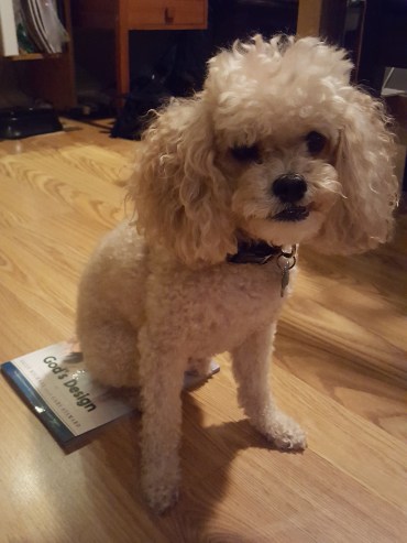 Owen sitting on book.jpg