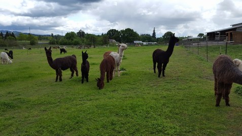 13087598_10153627986626818_2070913156413272997_n